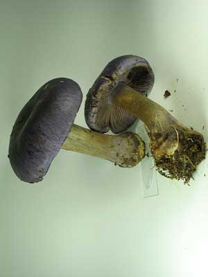 Cortinarius_terpsicores