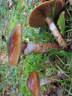 Cortinarius_trivialis