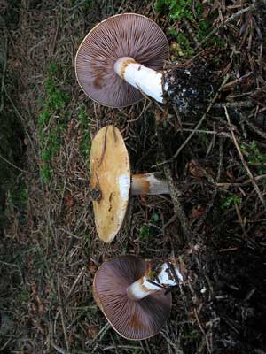 Cortinarius_varius