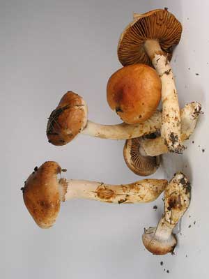 Cortinarius_vulpinus