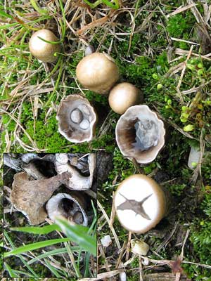 Cyathus_olla