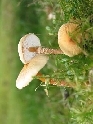 Cystoderma_amiantinum