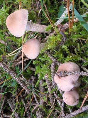 Cystoderma_carcharias