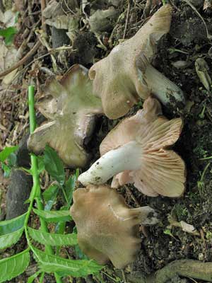 Entoloma_clypeatum