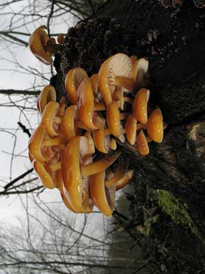 Flammulina_velutipes