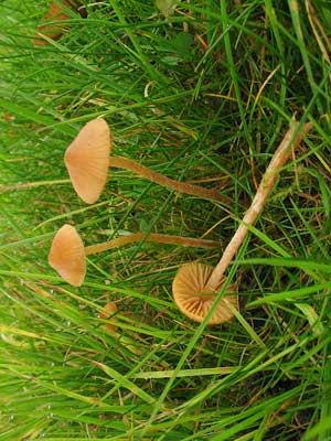 Galerina_clavata