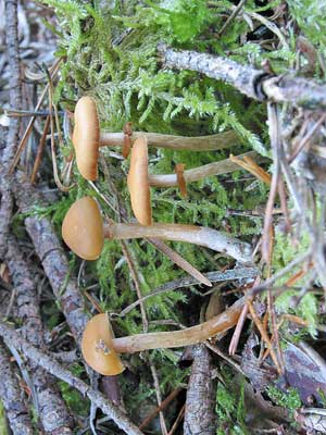 Galerina_marginata