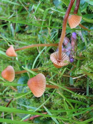 Galerina_vittiformis