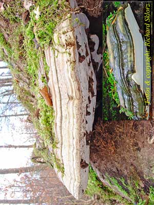 Ganoderma_applanatum