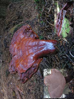 Ganoderma_lucidum