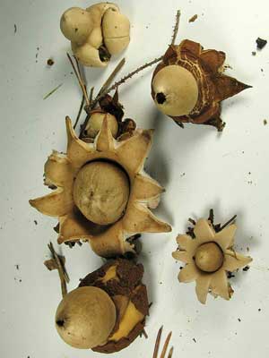 Geastrum_fimbriatum