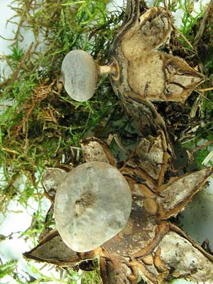 Geastrum_striatum