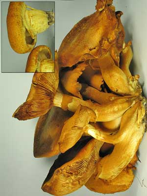 Gymnopilus_spectabilis