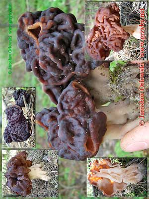 Gyromitra_esculenta