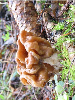 Gyromitra_gigas