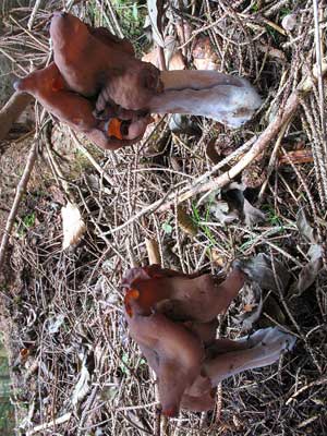 Gyromitra_infula