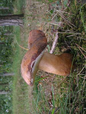 Gyroporus_castaneus