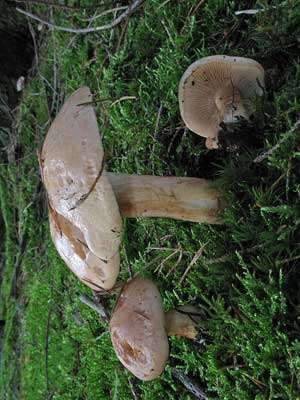 Hebeloma_laterinum