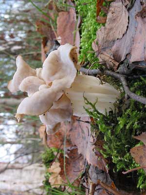 Helvella_crispa