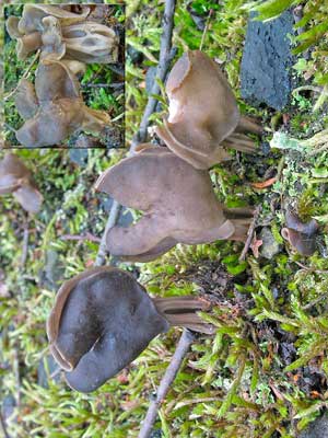 Helvella_lacunosa