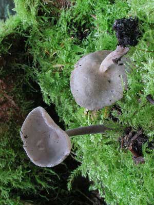 Helvella_macropus