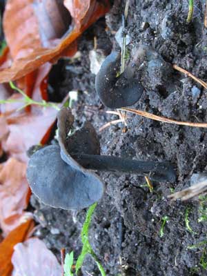 Helvella_pezizoides