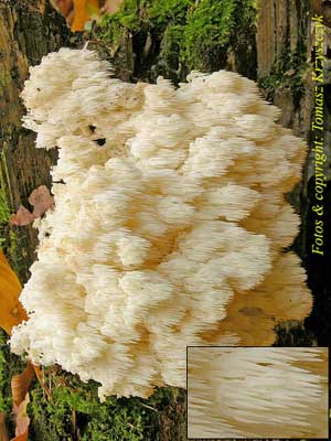 Hericium_coralloides