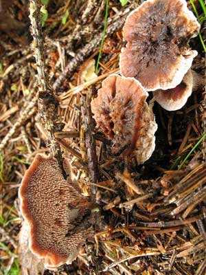 Hydnellum_peckii