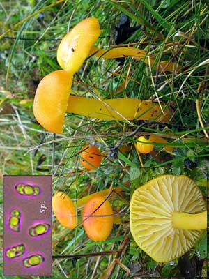 Hygrocybe_citrina