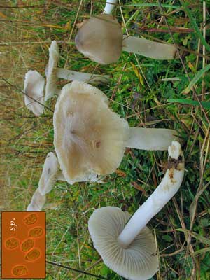 Hygrocybe_fornicata