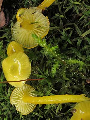 Hygrocybe_glutinipes