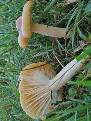 Hygrocybe_pratensis