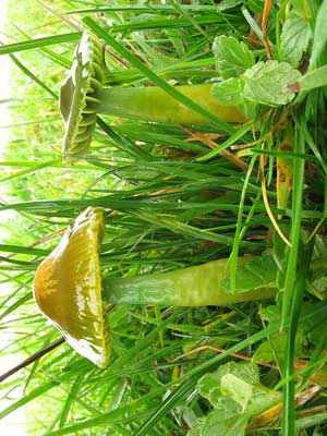 Hygrocybe_psittacina