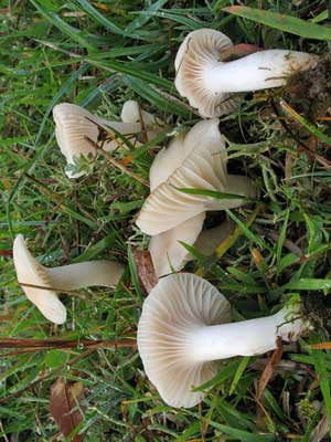 Hygrocybe_virginea