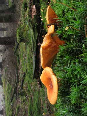 Hygrophoropsis_aurantiaca