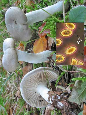 Hygrophorus_agathosmus