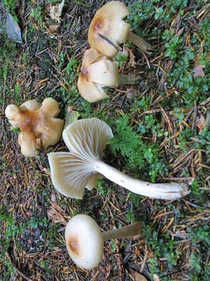 Hygrophorus_discoideus