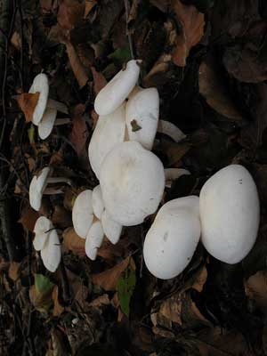 Hygrophorus_eburneus