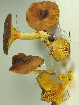 Hygrophorus_hypothejus