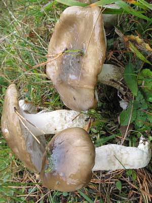 Hygrophorus_latitabundes