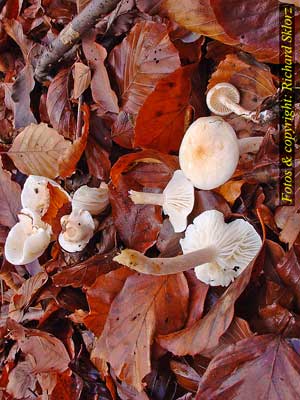 Hygrophorus_leucophaeus