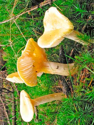 Hygrophorus_lucorum