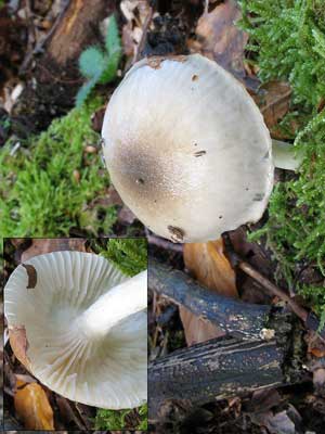 Hygrophorus_mesotephrus