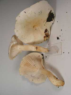 Hygrophorus_penarius