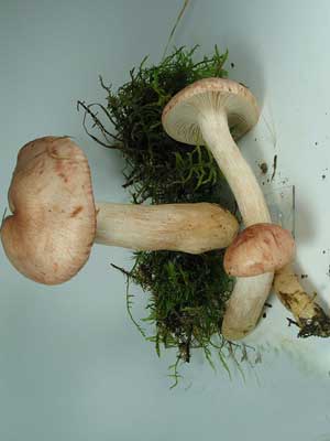 Hygrophorus_persicolor