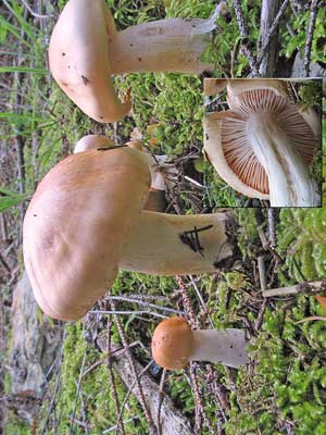 Hygrophorus_pudorinus