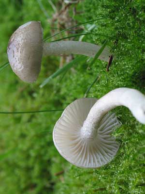 Hygrophorus_pustulatus