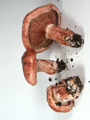 Hygrophorus_russula