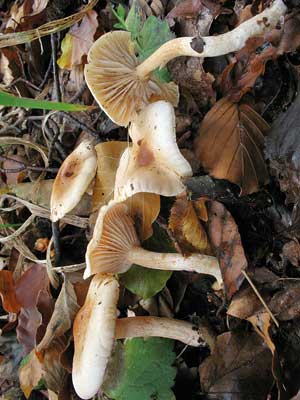 Hygrophorus_unicolor