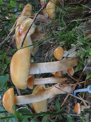 Hypholoma_capnoides